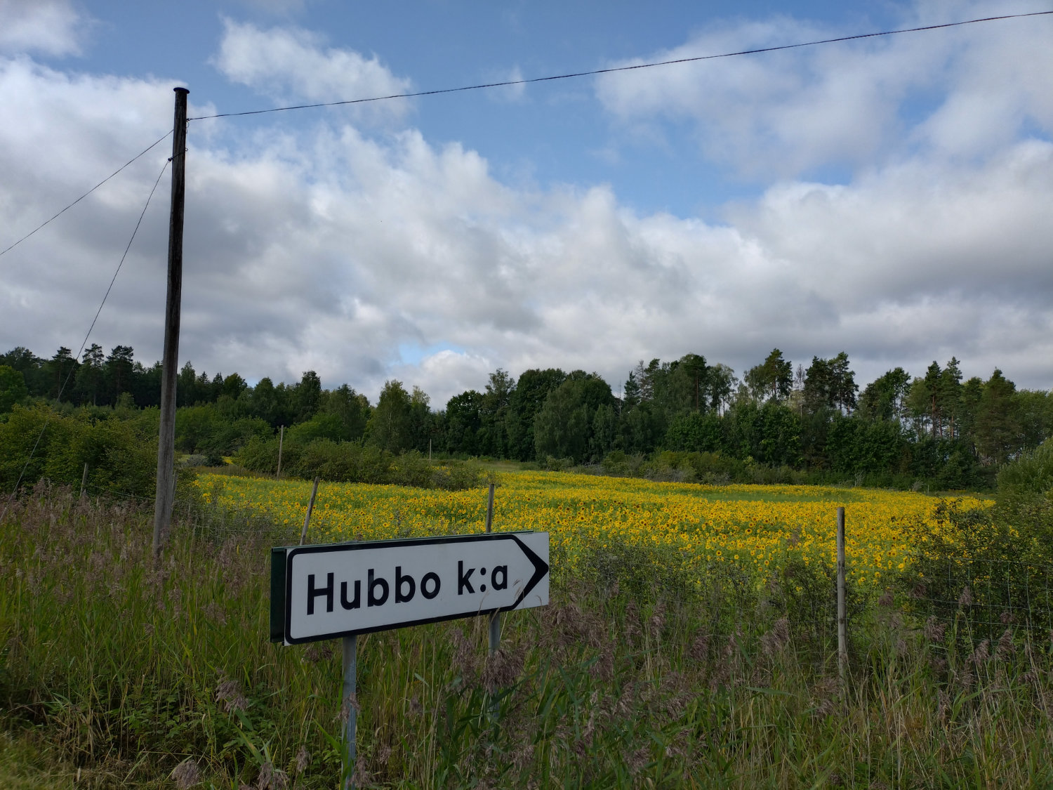 Självplock vid hav av solrosor längs Tillbergaleden